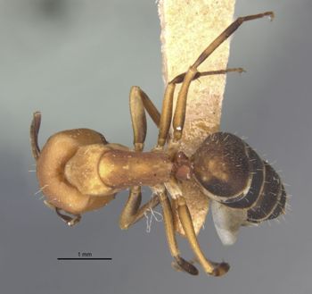 Media type: image;   Entomology 21630 Aspect: habitus dorsal view
